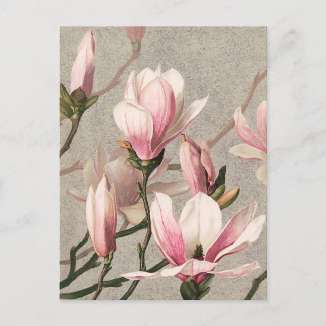 Vintage botanische Illustration Postkarte (Vorderseite)