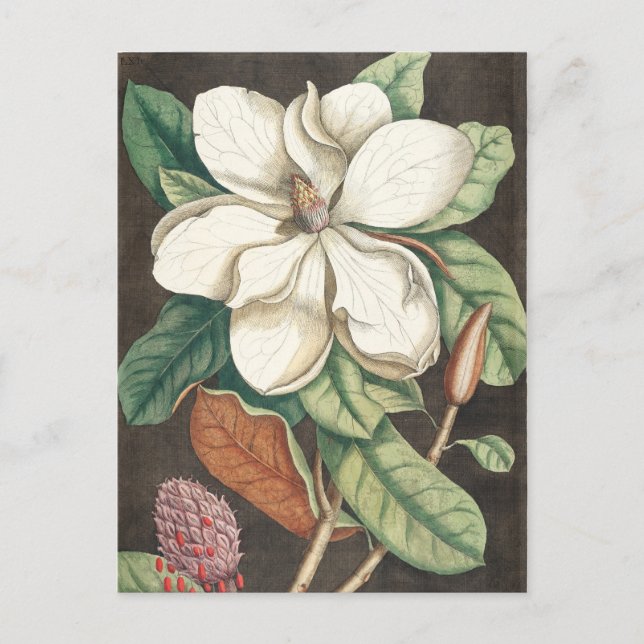 Vintage botanische Illustration Postkarte (Vorderseite)