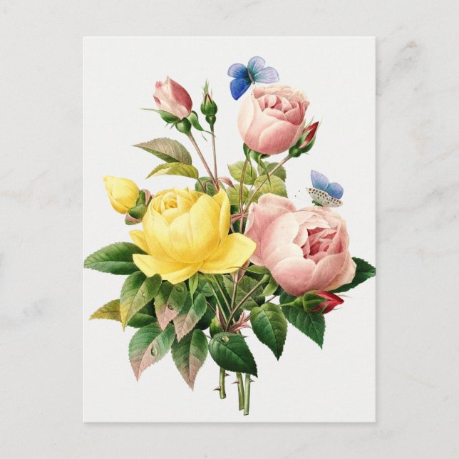 Vintage botanische Illustration Postkarte (Vorderseite)