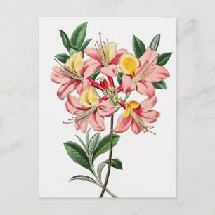 Vintage botanische Illustration Postkarte