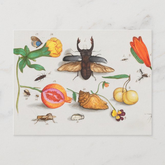 Vintage botanische Illustration Postkarte (Vorderseite)