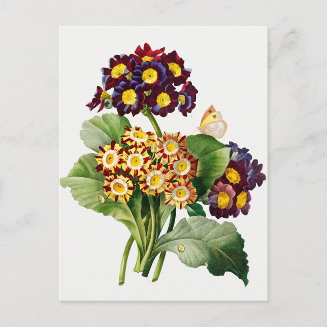 Vintage botanische Illustration Postkarte (Vorderseite)