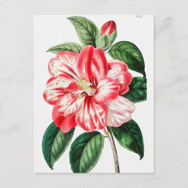 Vintage botanische Illustration Postkarte (Vorderseite)