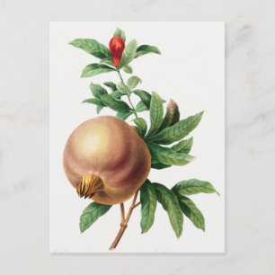 Vintage botanische Illustration Postkarte