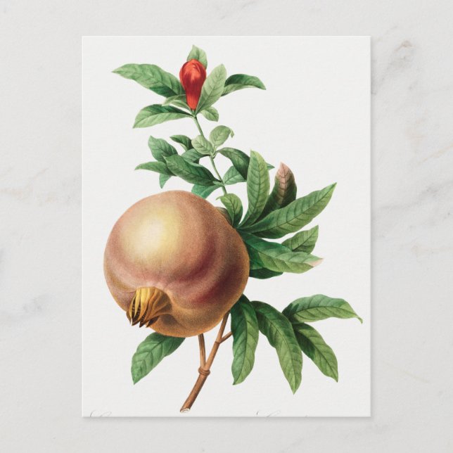 Vintage botanische Illustration Postkarte (Vorderseite)