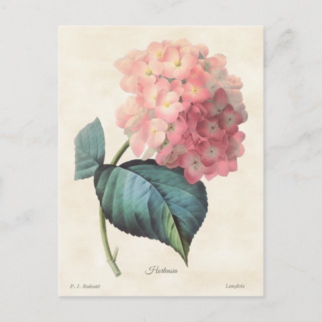 Vintage botanische Illustration Postkarte (Vorderseite)