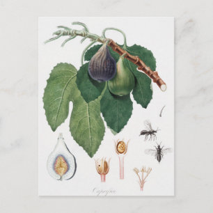 Vintage botanische Illustration Postkarte