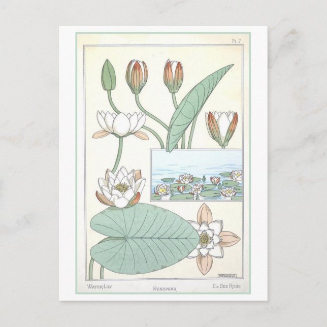 Vintage botanische Illustration Postkarte (Vorderseite)