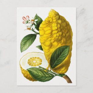 Vintage botanische Illustration Postkarte