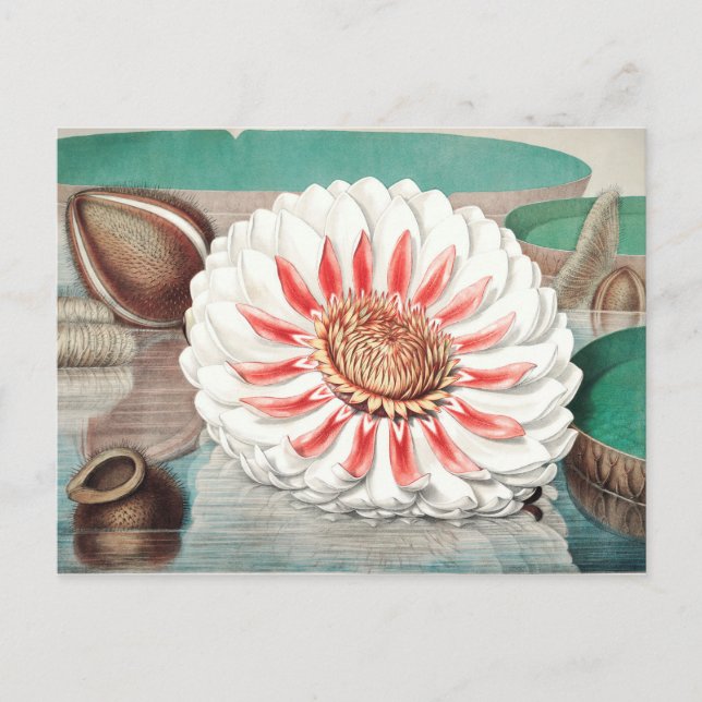 Vintage botanische Illustration Postkarte (Vorderseite)