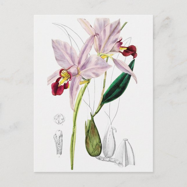 Vintage botanische Illustration Postkarte (Vorderseite)
