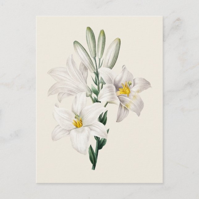 Vintage Botanische Illustration Postkarte (Vorderseite)