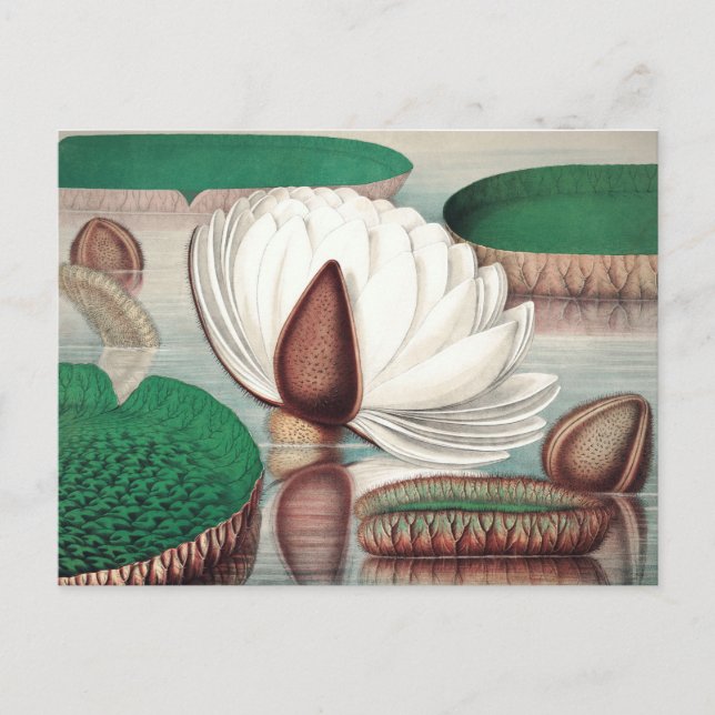 Vintage botanische Illustration Postkarte (Vorderseite)