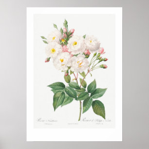 VINTAGE-BOTANISCHE ILLUSTRATION ROSA POSTER
