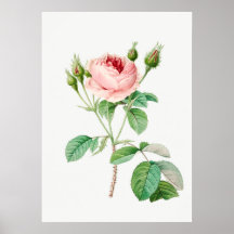 Vintage botanische Illustration rosa Rosenknospen
