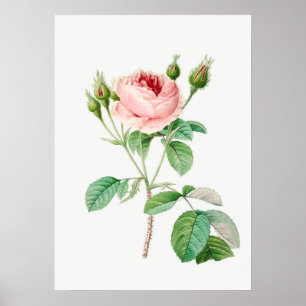 Vintage botanische Illustration rosa Rosenknospen Poster