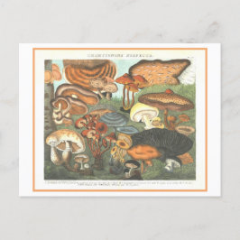 Vintage botanische Illustration "Suspect Mushrooms Postkarte