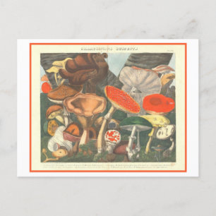 Vintage botanische Illustration "Suspect Mushrooms Postkarte
