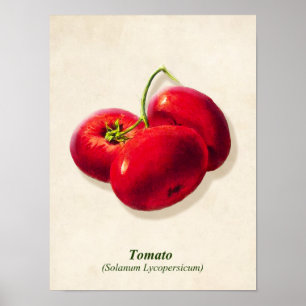 Vintage botanische Illustration, Tomaten Poster