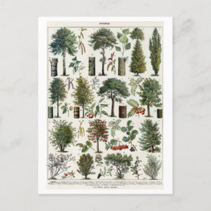 Vintage botanische Illustration von Bäumen Postkarte