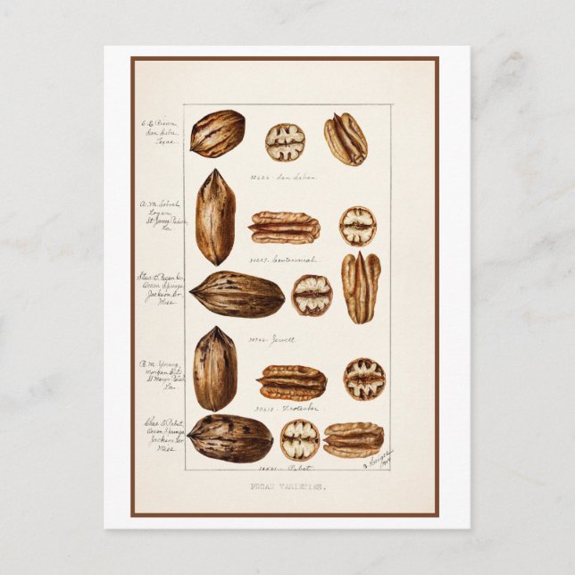Vintage botanische Illustration von Pecans Postkarte (Vorderseite)