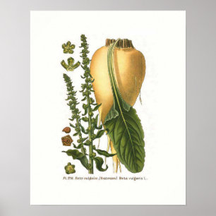 Vintage botanische Illustration von Zuckerrüben Poster