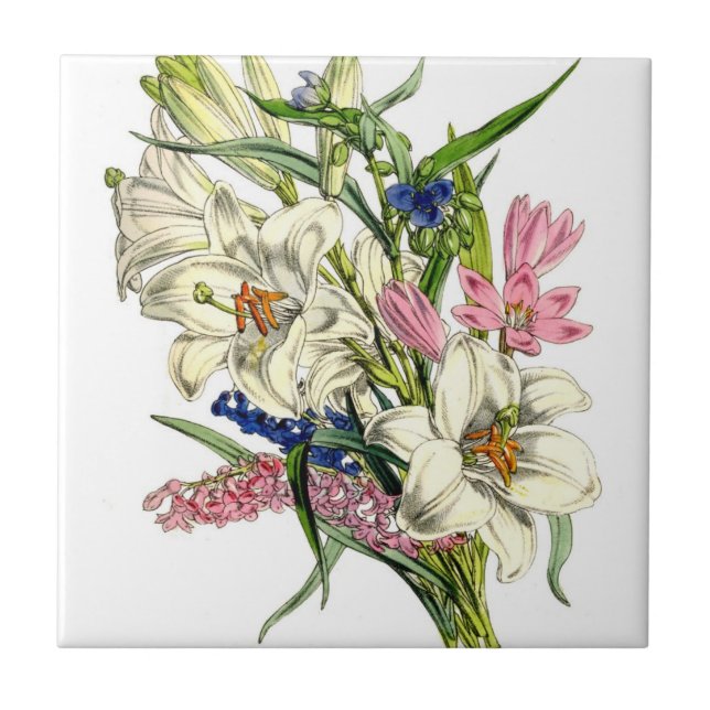 Vintage botanische Illustrationen Fliese (Vorderseite)
