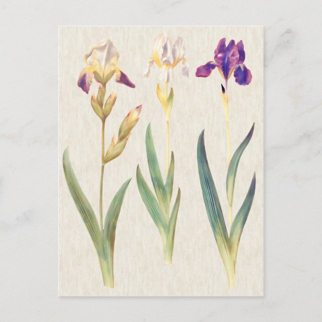 Vintage botanische Iris-Illustration Postkarte (Vorderseite)