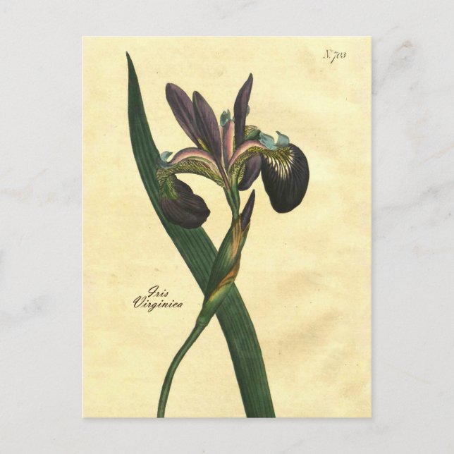 Vintage botanische Iris-Illustration Postkarte (Vorderseite)