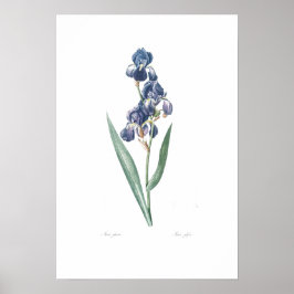 VINTAGE BOTANISCHE "IRIS" REDOUTÉ POSTER