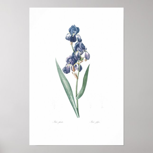 VINTAGE BOTANISCHE "IRIS" REDOUTÉ POSTER (Vorne)