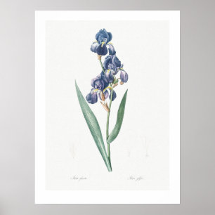 VINTAGE BOTANISCHE "IRIS" REDOUTÉ POSTER