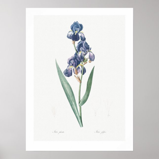 VINTAGE BOTANISCHE "IRIS" REDOUTÉ POSTER (Vorne)