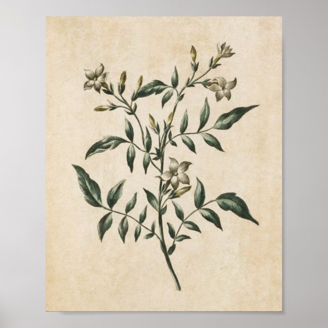 Vintage Botanische JasminPrint Poster (Vorne)