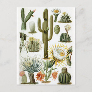 Vintage botanische Kaktus-Illustration Postkarte