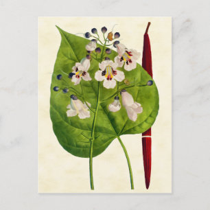 Vintage botanische Katalpa-Tree-Illustration Postkarte