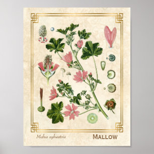 Vintage Botanische Kräuter Rosa Malvenblüte Poster