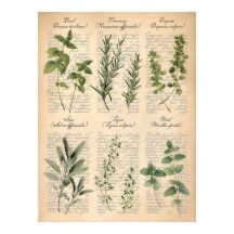 Vintage-Botanische Küchenkräuter Schrift Kunst  
