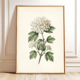 Vintage Botanische Kunst Druckgalerie Wanddekorati Poster