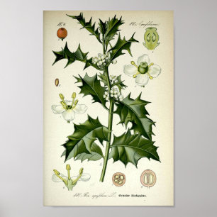 Vintage botanische Kunst Poster