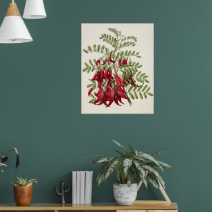 Vintage Botanische Kunst Rote Kaka-Schnabelblume Poster