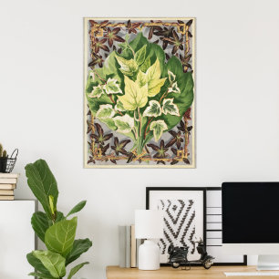 Vintage Botanische Kunst von Shirley Hibberd - Efe Poster