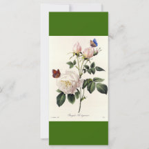 Vintage botanische Kunst weiße Rosenblumen Lesezei