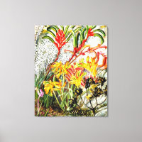 Vintage botanische Kunst, westaustralische Blume