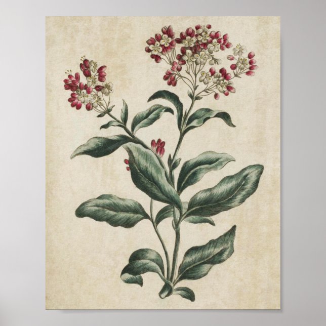 Vintage botanische Laurestina Poster (Vorne)