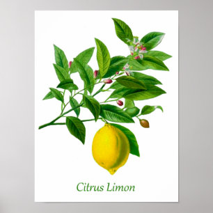 Vintage botanische Lemon-Illustration Poster