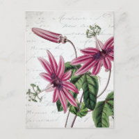 Vintage botanische Lila Passion Blume