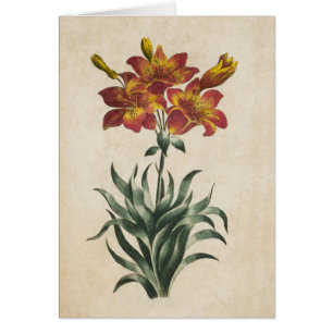Vintage botanische Lily Illustration