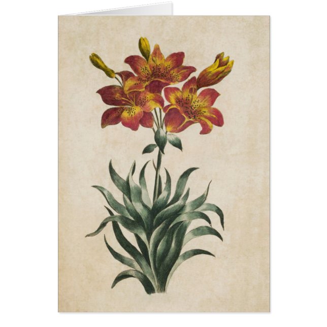 Vintage botanische Lily Illustration (Vorne)