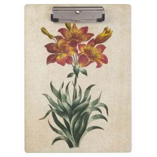 Vintage botanische Lily Illustration Klemmbrett